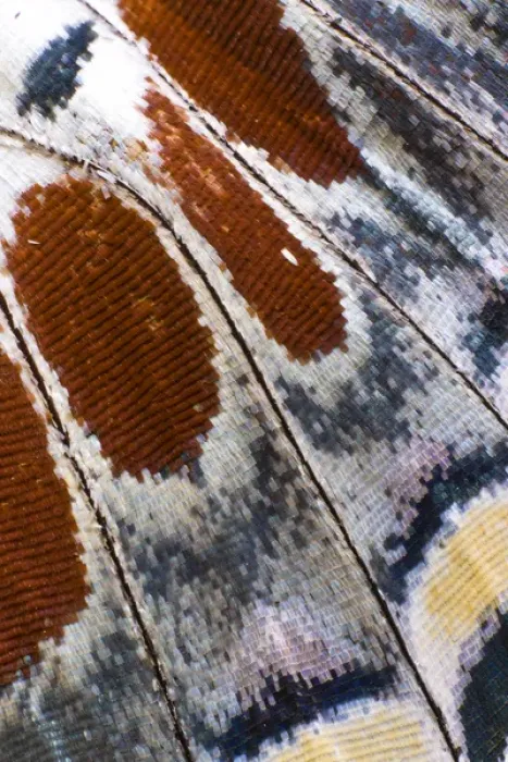 Framed Print : Close-up detail Wing Pattern of Tropical Butterfly Framed Print : Close-up detail Wing Pattern of Tropical Butterfly