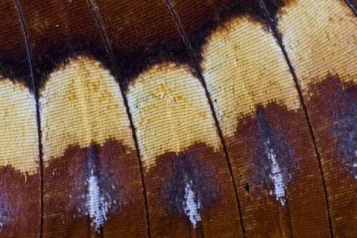 Framed Print : Close-up detail Wing Pattern of Tropical Butterfly Framed Print : Close-up detail Wing Pattern of Tropical Butterfly