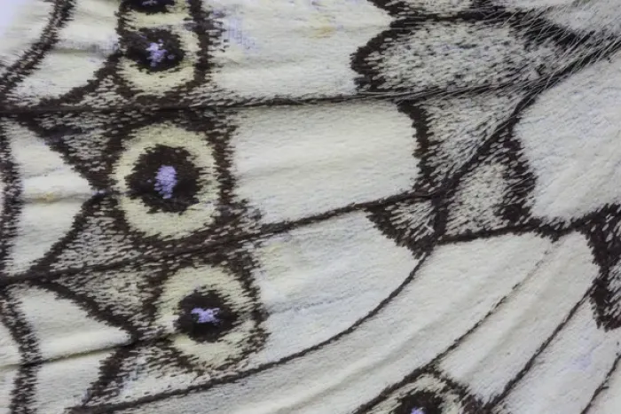 Framed Print : Close-up detail Wing Pattern of Tropical Butterfly