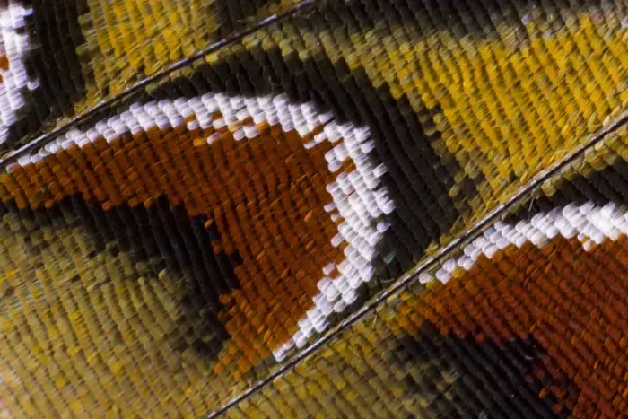 Framed Print : Close-up detail Wing Pattern of Tropical Butterfly Framed Print : Close-up detail Wing Pattern of Tropical Butterfly