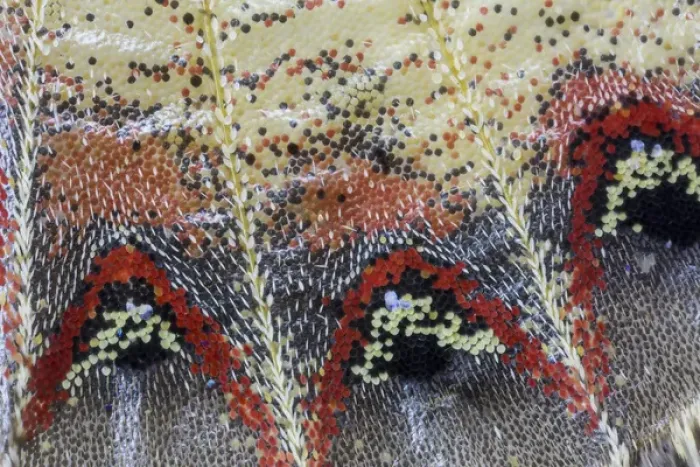 Framed Print : Close-up detail Wing Pattern of Tropical Butterfly Framed Print : Close-up detail Wing Pattern of Tropical Butterfly