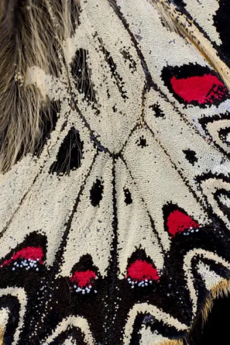 Framed Print : Close-up detail Wing Pattern of Tropical Butterfly