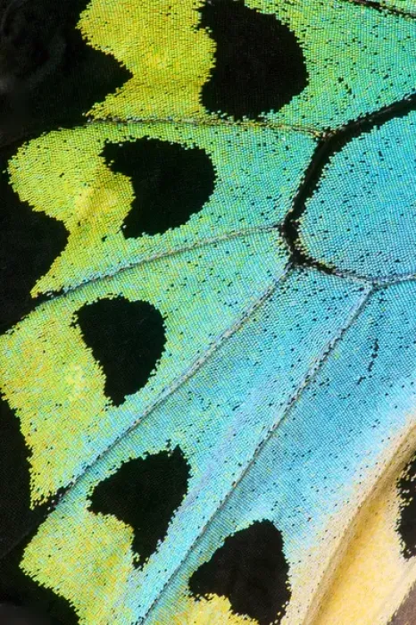 Framed Print : Close-up detail Wing Pattern of Tropical Butterfly Framed Print : Close-up detail Wing Pattern of Tropical Butterfly