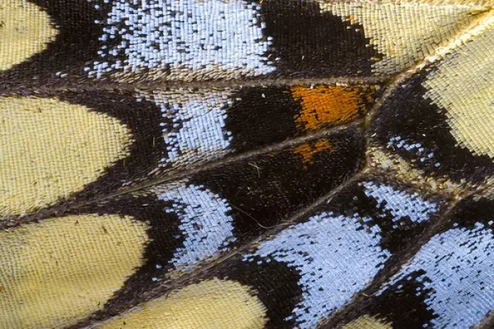 Framed Print : Close-up detail Wing Pattern of Tropical Butterfly