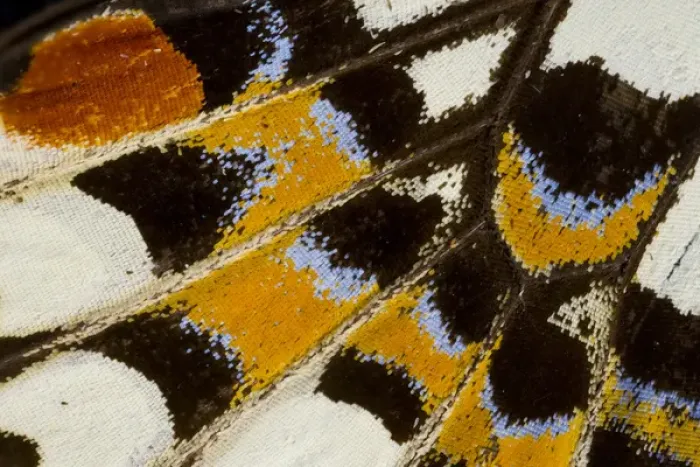 Framed Print : Close-up detail Wing Pattern of Tropical Butterfly Framed Print : Close-up detail Wing Pattern of Tropical Butterfly