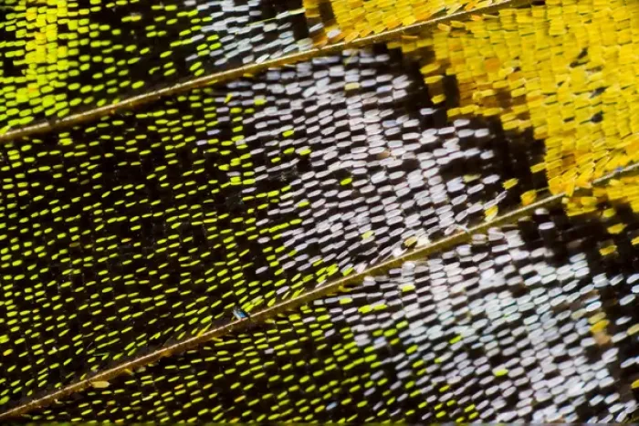 Framed Print : Close-up detail Wing Pattern of Tropical Butterfly Framed Print : Close-up detail Wing Pattern of Tropical Butterfly