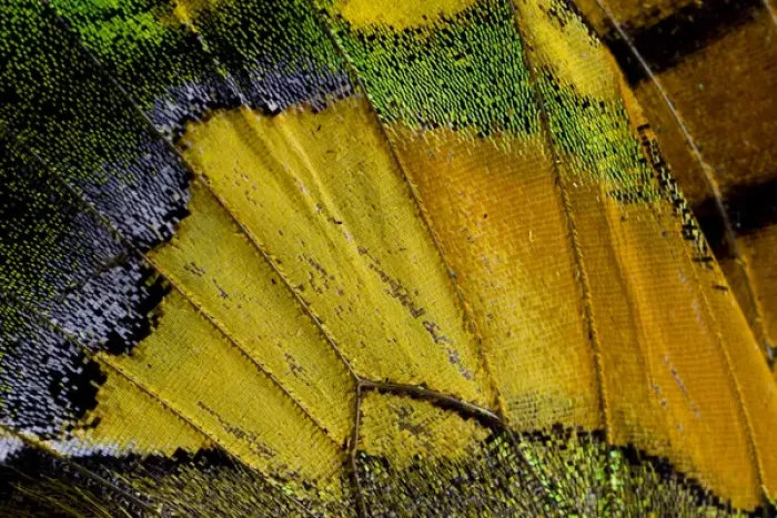 Framed Print : Close-up detail Wing Pattern of Tropical Butterfly Framed Print : Close-up detail Wing Pattern of Tropical Butterfly