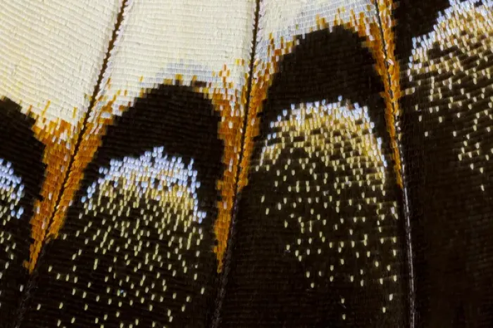 Framed Print : Close-up detail Wing Pattern of Tropical Butterfly Framed Print : Close-up detail Wing Pattern of Tropical Butterfly