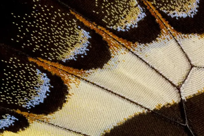 Framed Print : Close-up detail Wing Pattern of Tropical Butterfly
