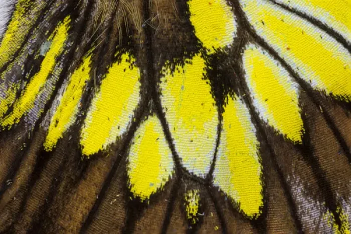 Framed Print : Close-up detail Wing Pattern of Tropical Butterfly