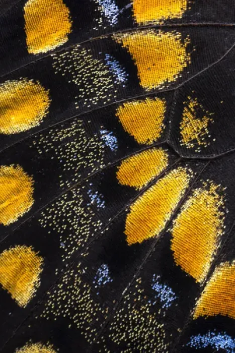 Framed Print : Close-up detail Wing Pattern of Tropical Butterfly Framed Print : Close-up detail Wing Pattern of Tropical Butterfly