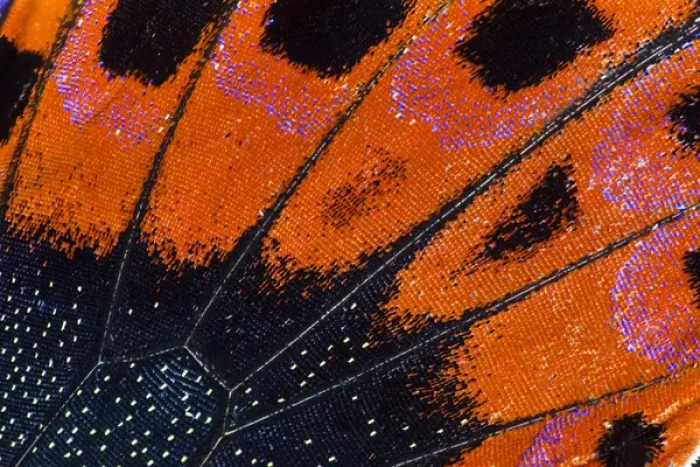 Framed Print : Close-up detail Wing Pattern of Tropical Butterfly Framed Print : Close-up detail Wing Pattern of Tropical Butterfly