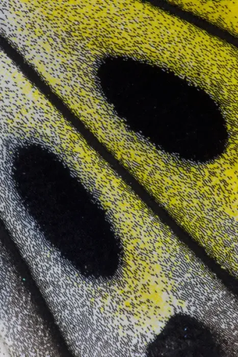 Framed Print : Close-up detail Wing Pattern of Tropical Butterfly