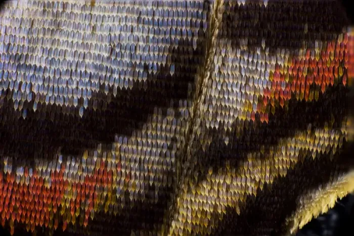 Framed Print : Close-up detail Wing Pattern of Tropical Butterfly