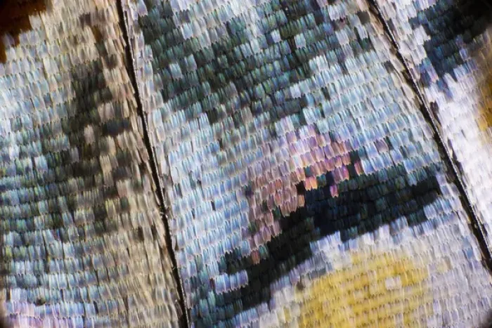 Framed Print : Close-up detail Wing Pattern of Tropical Butterfly Framed Print : Close-up detail Wing Pattern of Tropical Butterfly