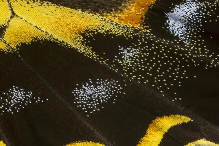 Framed Print : Close-up detail Wing Pattern of Tropical Butterfly Framed Print : Close-up detail Wing Pattern of Tropical Butterfly