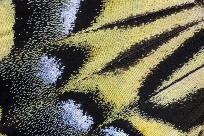 Framed Print : Close-up detail Wing Pattern of Tropical Butterfly Framed Print : Close-up detail Wing Pattern of Tropical Butterfly