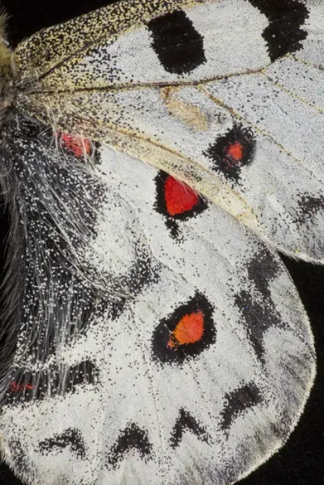 Framed Print : Close-up detail Wing Pattern of Tropical Butterfly