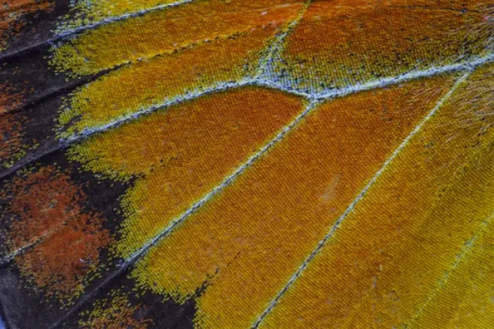 Framed Print : Close-up detail Wing Pattern of Tropical Butterfly Framed Print : Close-up detail Wing Pattern of Tropical Butterfly