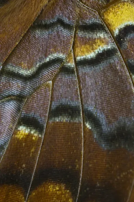 Framed Print : Close-up detail Wing Pattern of Tropical Butterfly Framed Print : Close-up detail Wing Pattern of Tropical Butterfly