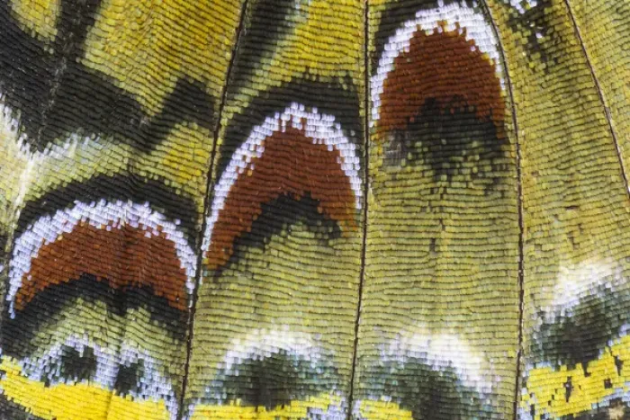 Framed Print : Close-up detail Wing Pattern of Tropical Butterfly Framed Print : Close-up detail Wing Pattern of Tropical Butterfly