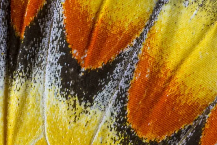 Framed Print : Close-up detail Wing Pattern of Tropical Butterfly Framed Print : Close-up detail Wing Pattern of Tropical Butterfly