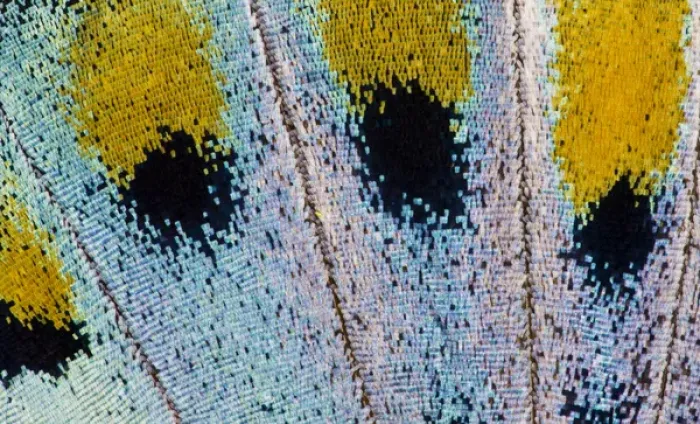 Framed Print : Close-up detail Wing Pattern of Tropical Butterfly Framed Print : Close-up detail Wing Pattern of Tropical Butterfly