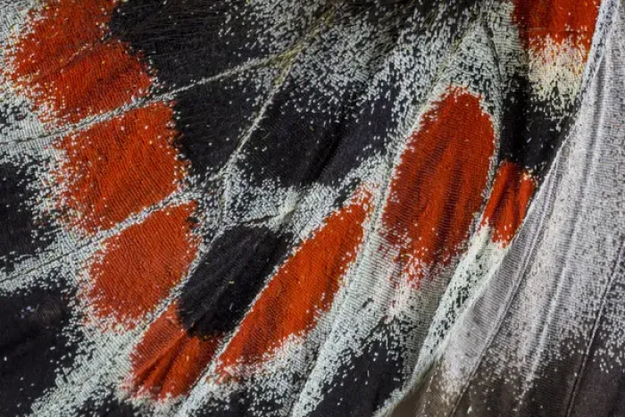 Framed Print : Close-up detail Wing Pattern of Tropical Butterfly Framed Print : Close-up detail Wing Pattern of Tropical Butterfly