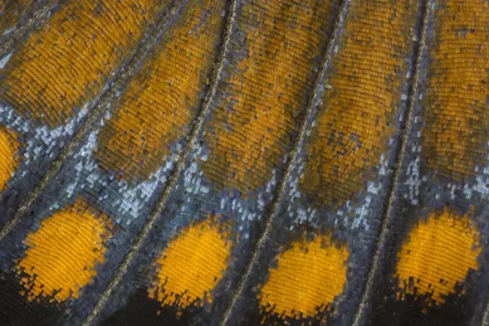 Framed Print : Close-up detail Wing Pattern of Tropical Butterfly Framed Print : Close-up detail Wing Pattern of Tropical Butterfly