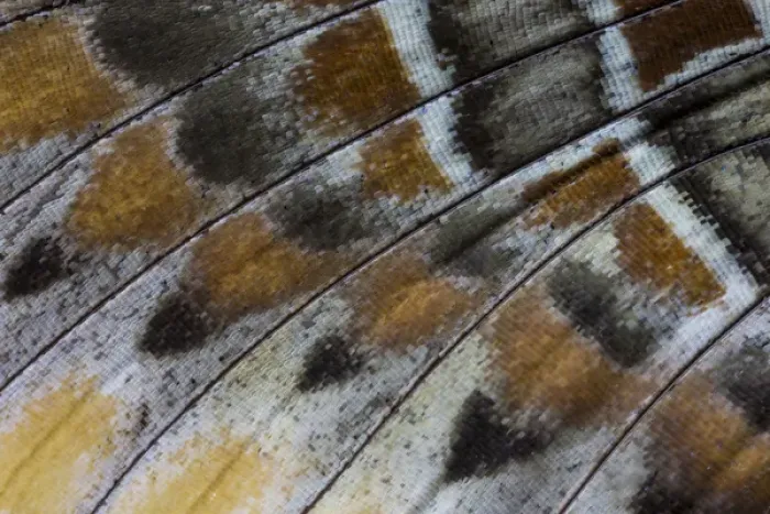 Framed Print : Close-up detail Wing Pattern of Tropical Butterfly