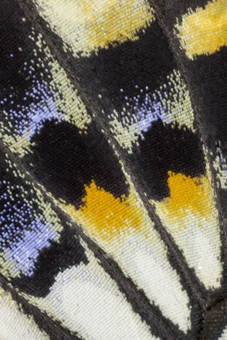 Framed Print : Close-up detail Wing Pattern of Tropical Butterfly