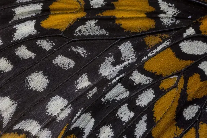 Framed Print : Close-up detail Wing Pattern of Tropical Butterfly Framed Print : Close-up detail Wing Pattern of Tropical Butterfly