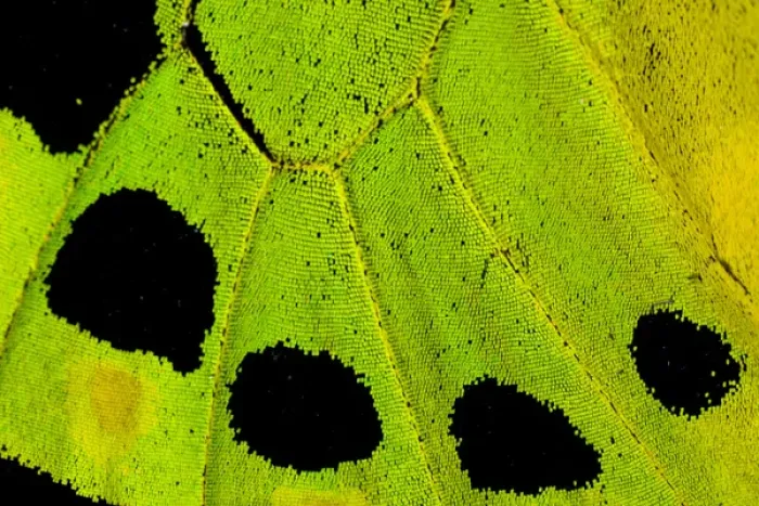 Framed Print : Close-up detail Wing Pattern of Tropical Butterfly Framed Print : Close-up detail Wing Pattern of Tropical Butterfly