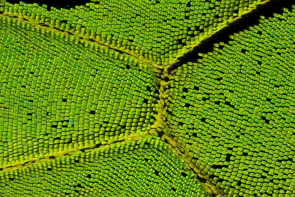 Close-up detail Wing Pattern of Tropical Butterfly