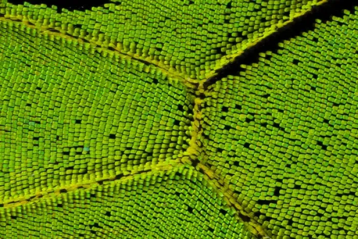 Framed Print : Close-up detail Wing Pattern of Tropical Butterfly