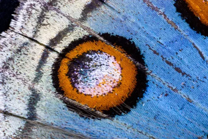 Framed Print : Close-up detail Wing Pattern of Tropical Butterfly Framed Print : Close-up detail Wing Pattern of Tropical Butterfly