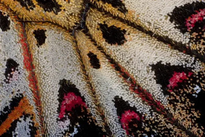 Framed Print : Close-up detail Wing Pattern of Tropical Butterfly Framed Print : Close-up detail Wing Pattern of Tropical Butterfly