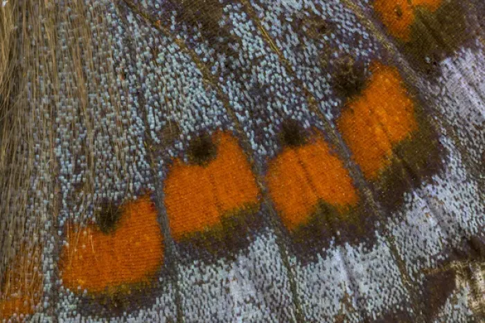 Framed Print : Close-up detail Wing Pattern of Tropical Butterfly Framed Print : Close-up detail Wing Pattern of Tropical Butterfly