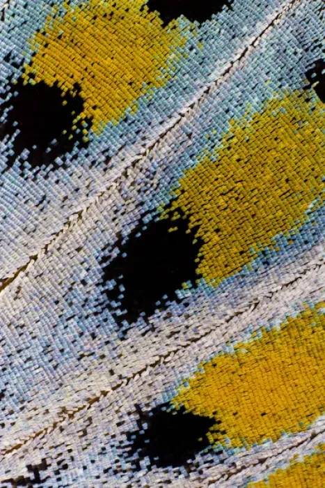 Framed Print : Close-up detail Wing Pattern of Tropical Butterfly