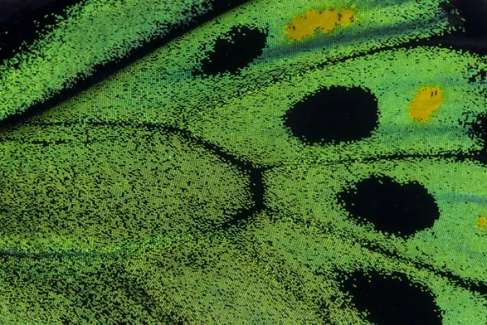 Framed Print : Close-up detail Wing Pattern of Tropical Butterfly