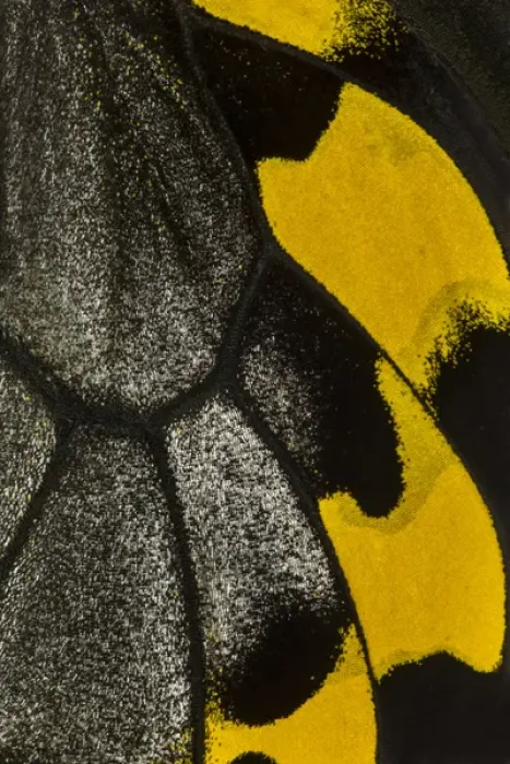 Framed Print : Close-up detail Wing Pattern of Tropical Butterfly
