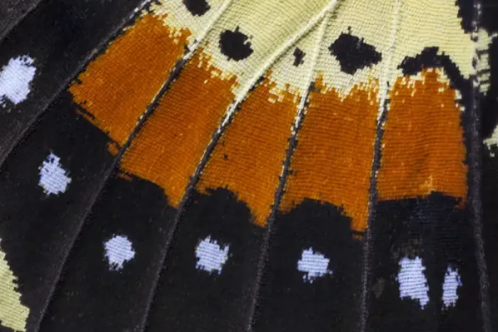 Framed Print : Close-up detail Wing Pattern of Tropical Butterfly Framed Print : Close-up detail Wing Pattern of Tropical Butterfly