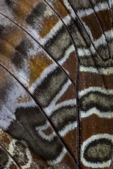 Framed Print : Close-up detail Wing Pattern of Tropical Butterfly