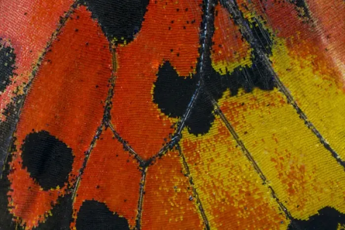 Framed Print : Close-up detail Wing Pattern of Tropical Butterfly