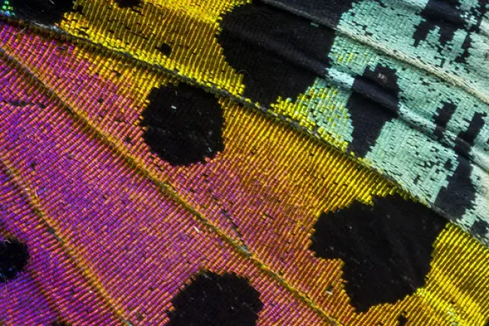 Framed Print : Close-up detail Wing Pattern of Tropical Butterfly