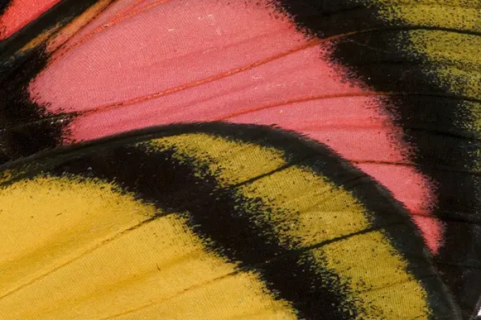 Framed Print : Close-up detail Wing Pattern of Tropical Butterfly