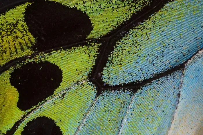 Framed Print : Close-up detail Wing Pattern of Tropical Butterfly Framed Print : Close-up detail Wing Pattern of Tropical Butterfly