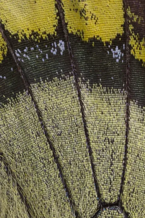 Framed Print : Close-up detail Wing Pattern of Tropical Butterfly Framed Print : Close-up detail Wing Pattern of Tropical Butterfly