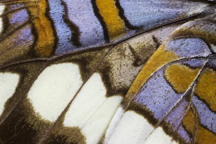 Framed Print : Close-up detail Wing Pattern of Tropical Butterfly Framed Print : Close-up detail Wing Pattern of Tropical Butterfly