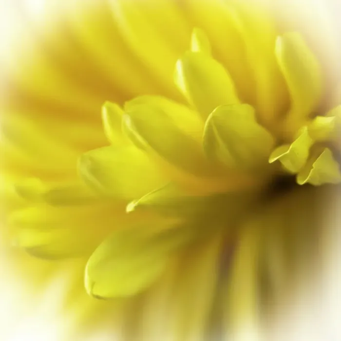 Framed Print : Close-up of yellow flower